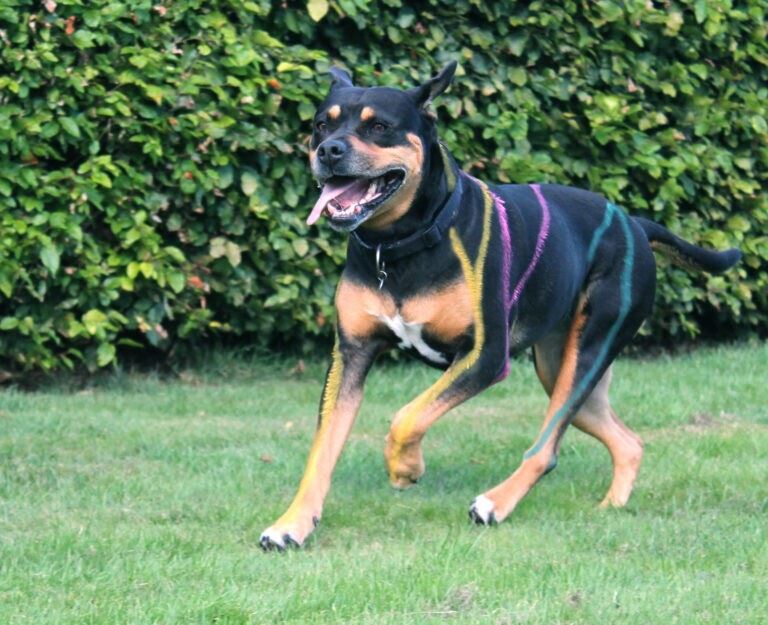 Webinar: The Canine Myofascial Kinetic Lines and their relation to osteopathy